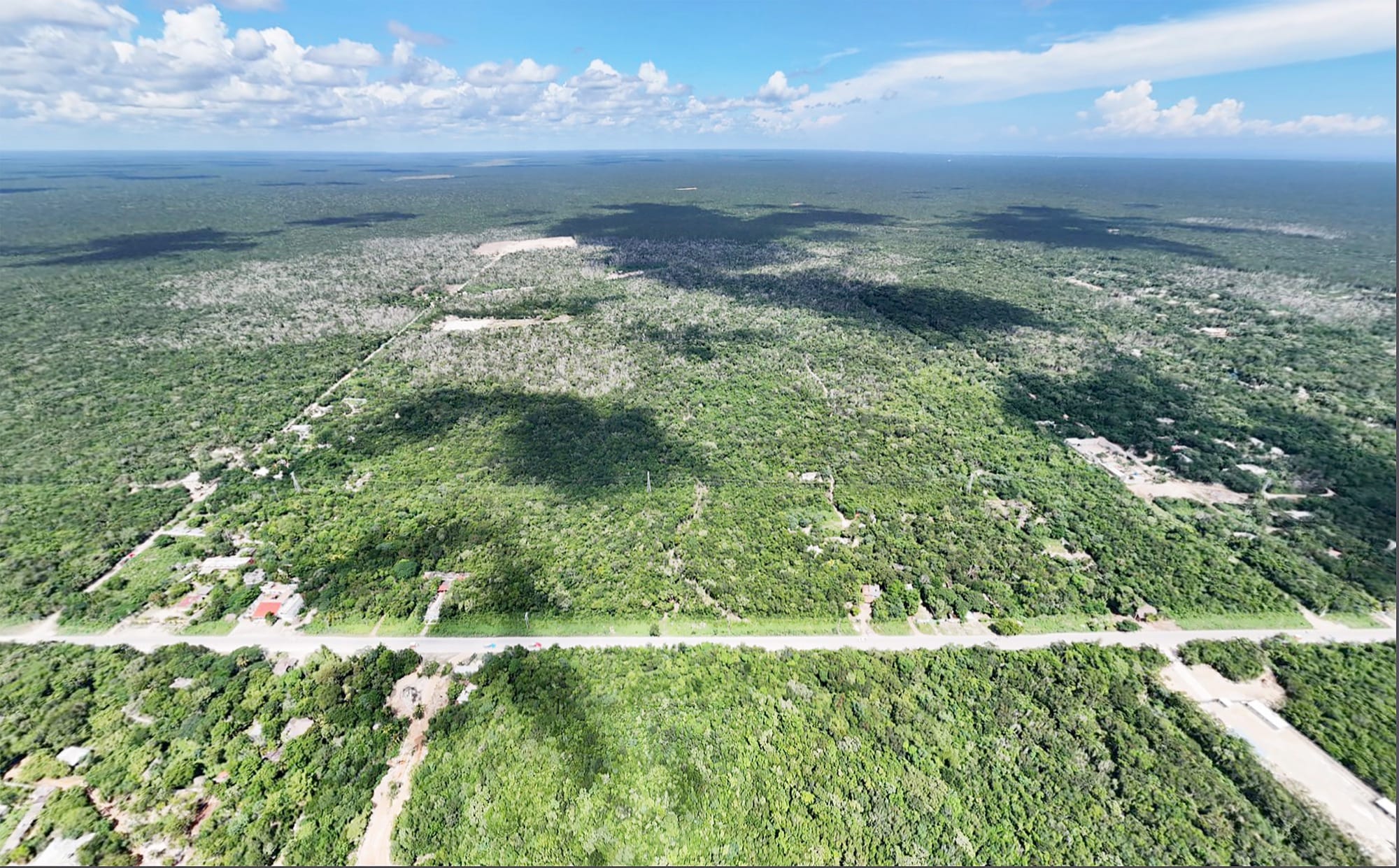 Jungle canopy