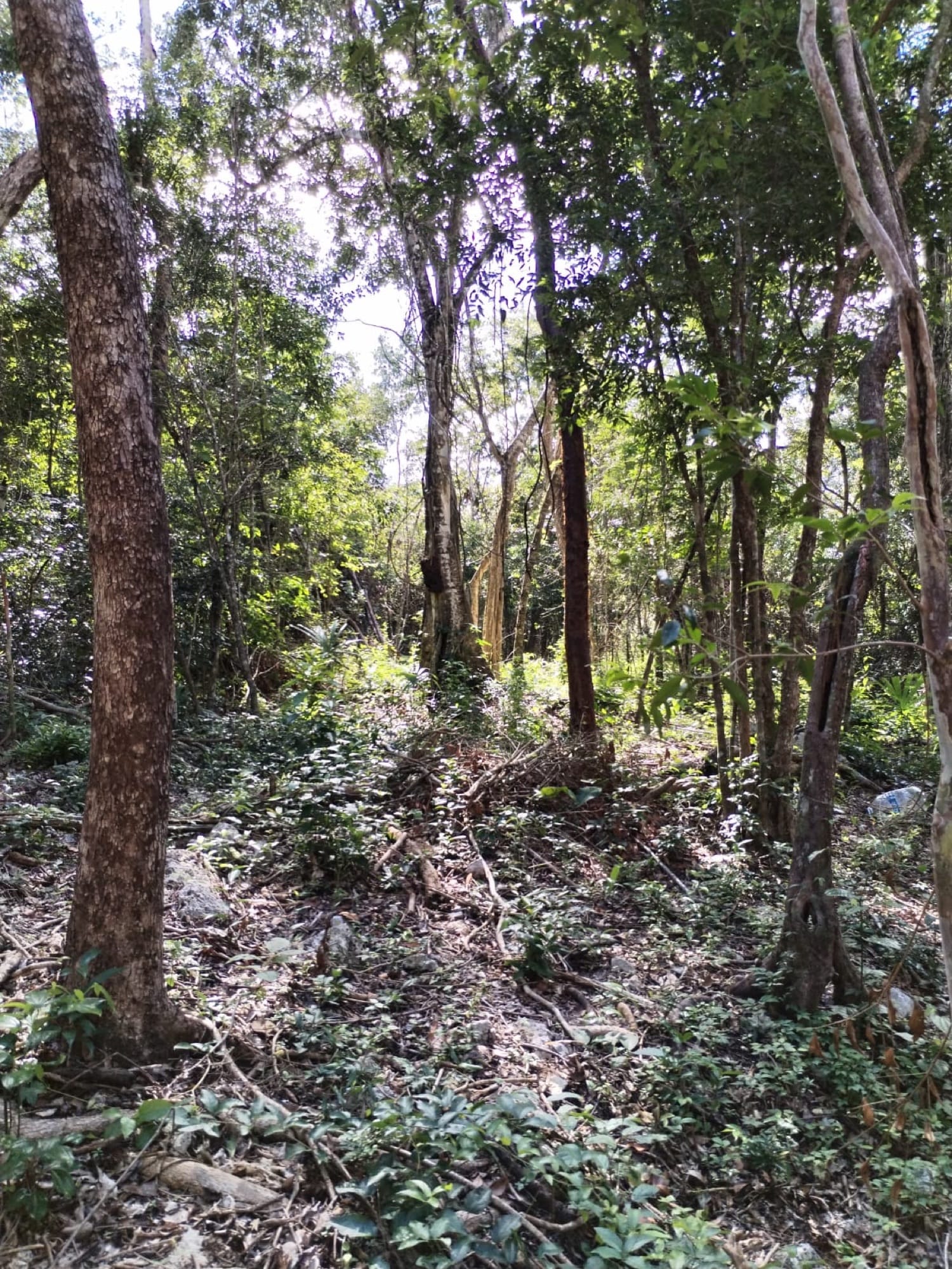 The land, untouched